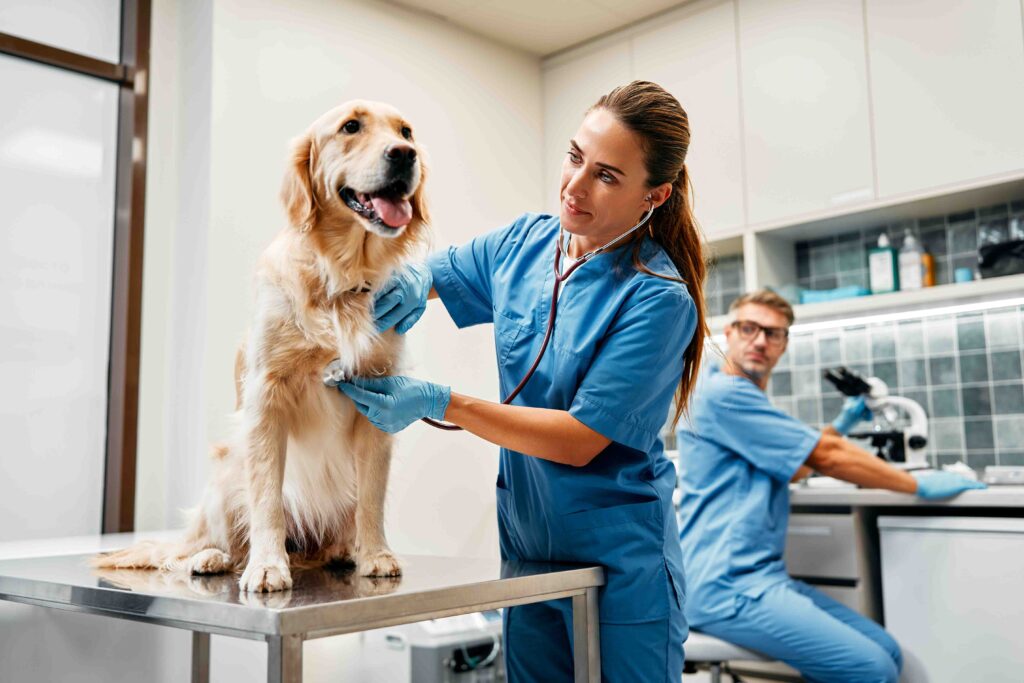 Veterinarian listening to blonde golden retriever's heart.